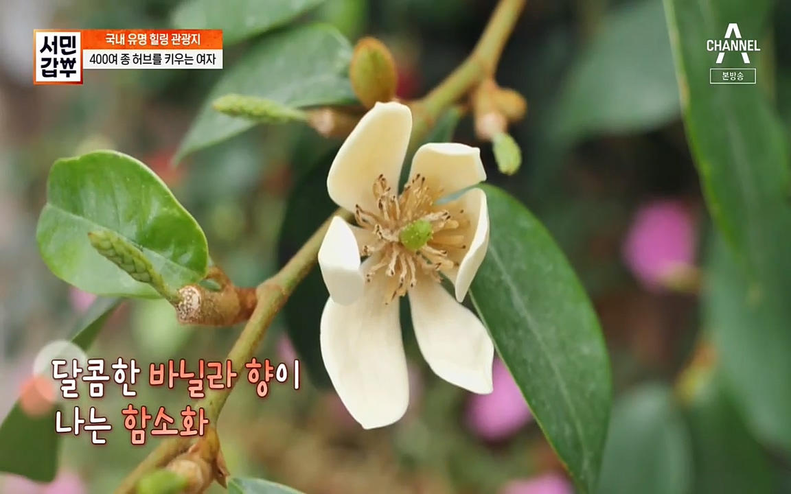 서민 갑부.E380.220424p-NEXT.mp4_20220424_182055.879.jpg