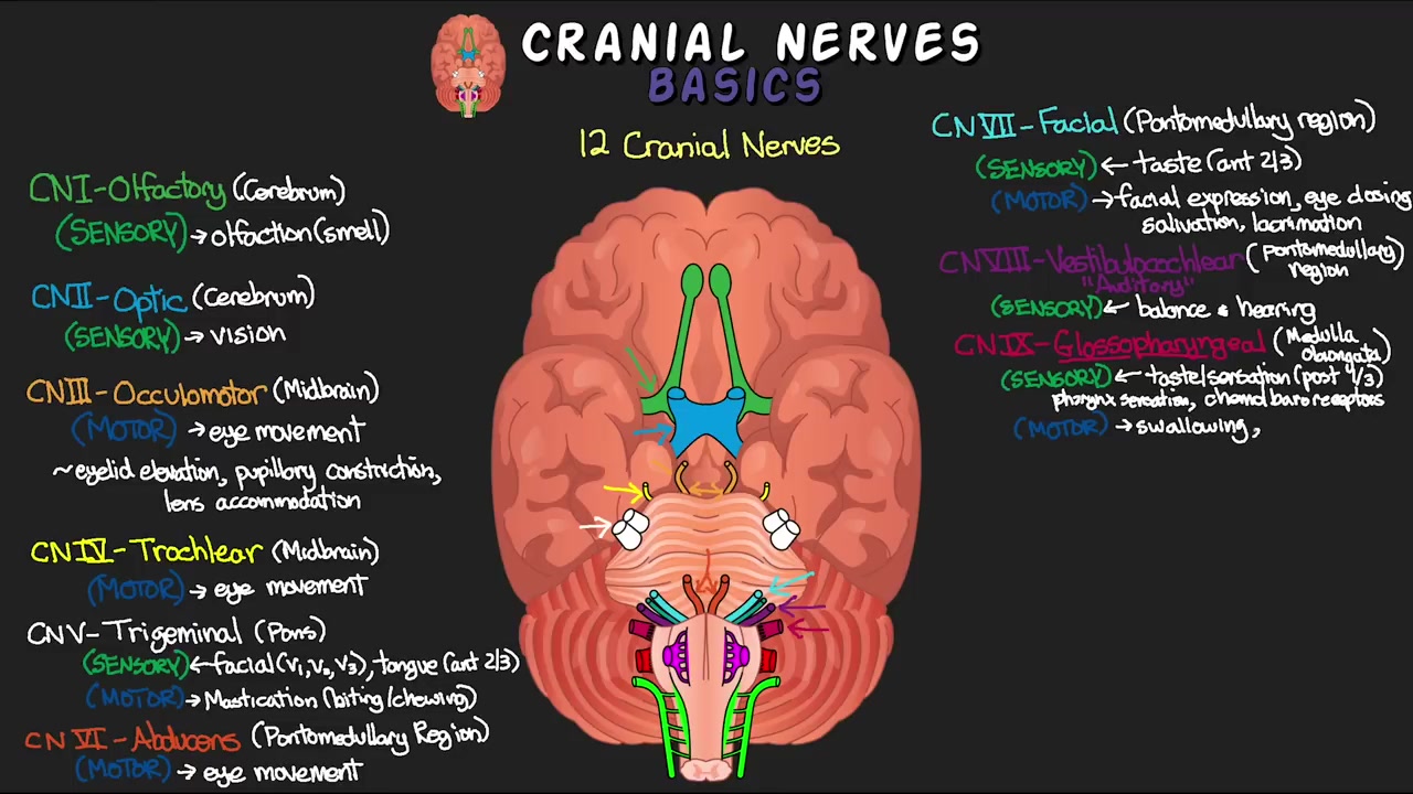 12가지 뇌신경과 이를 기억하는 방법! - 뇌신경 기초