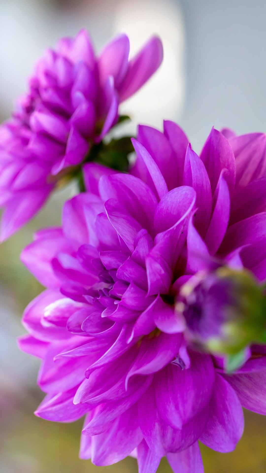 Chrysanthemum Flower iPhone Wallpaper