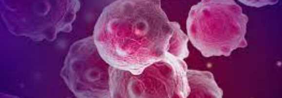 팽이버섯 효능 - 항암 효과