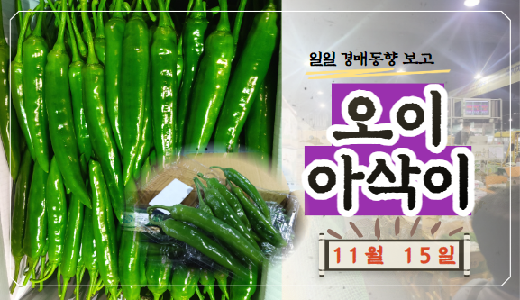  [경매사 일일보고] 11월 15일자 가락시장 오이아삭이 경매동향을 살펴보겠습니다!