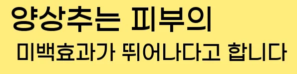  양상추는 피부의 미백효과가 뛰어나다고 합니다