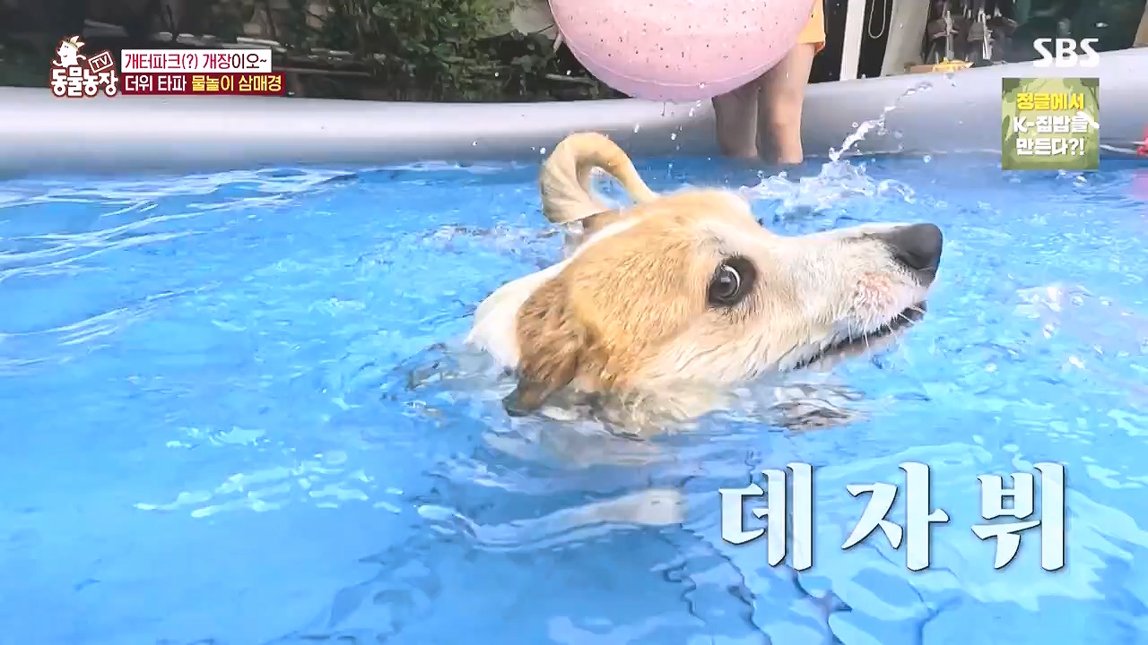 TV 동물농장.E1183.240805p-NEXT.mp4_20240804_154940.324.jpg