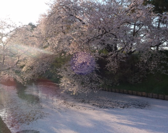 히로사키 수로에 벚꽃잎 한가득