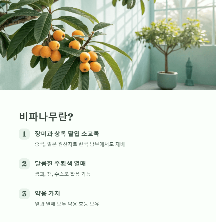 비파나무