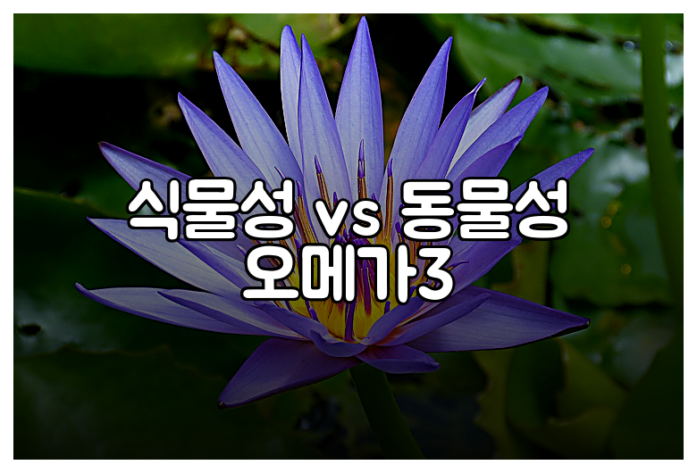 식물성 vs 동물성 오메가3