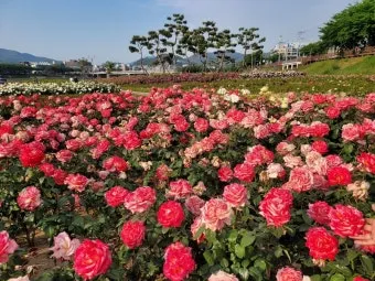 5월 경남 부산 근교 가볼만한곳 베스트10 명소_6