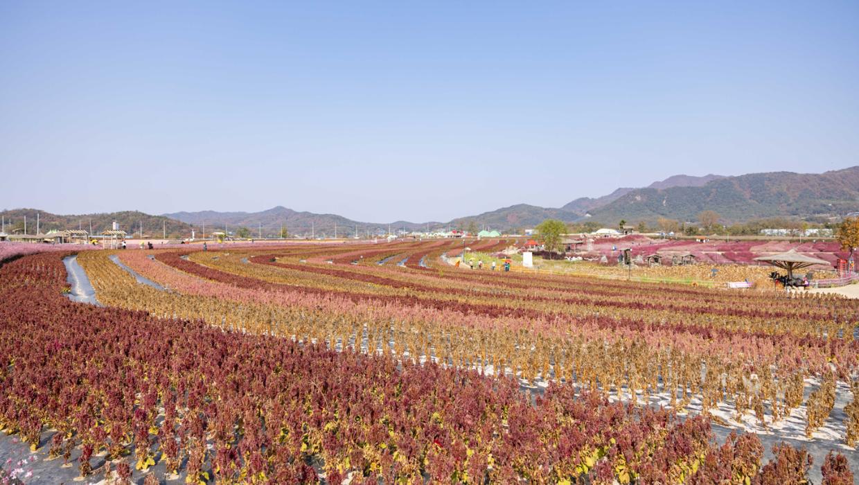 철원 고석정 꽃밭