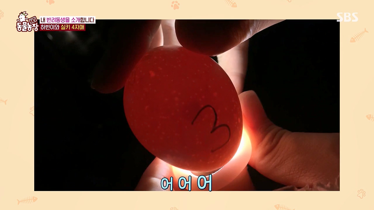 TV 동물농장.E1175.240610p-NEXT.mp4_20240609_160247.225.jpg