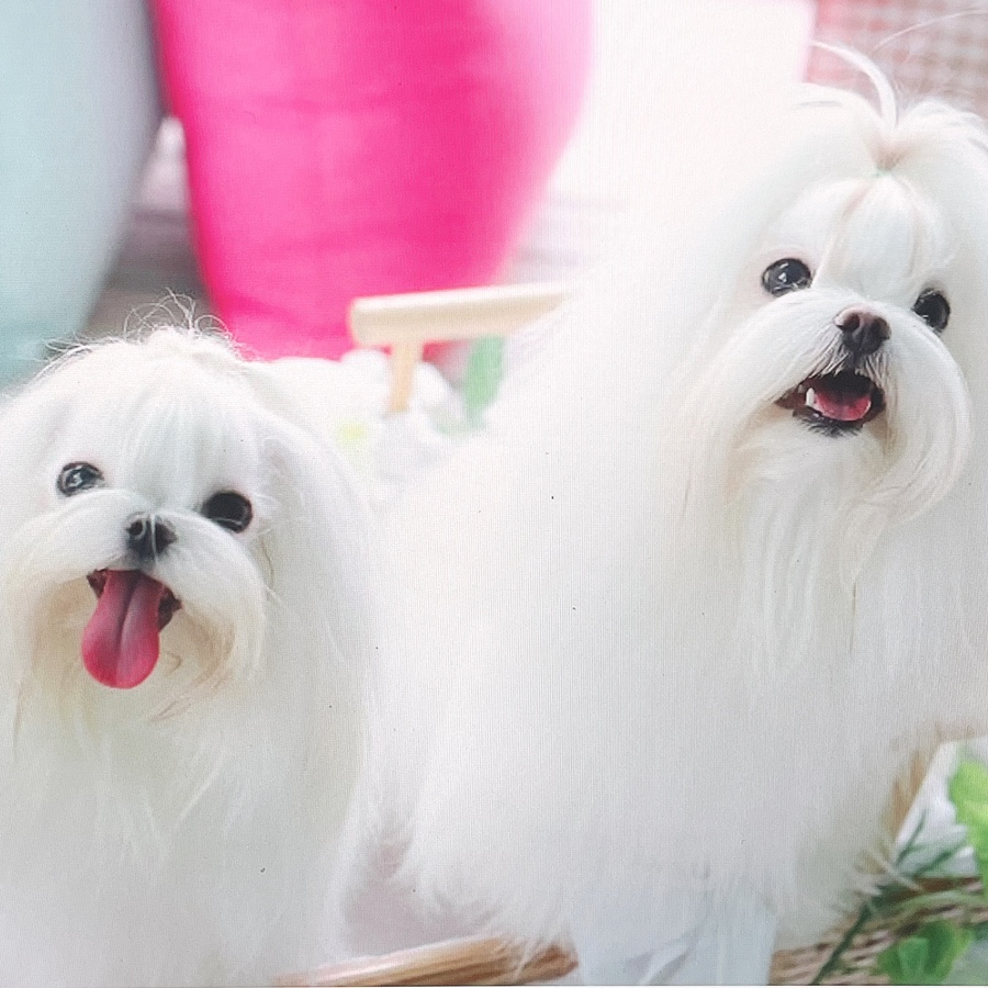 말티즈 키울 때 꼭 읽어보세요 소형견 종류 미니 10