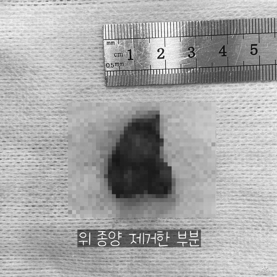 수술 후 마시티닙 항암치료 13살 노령견 강아지 위암 13