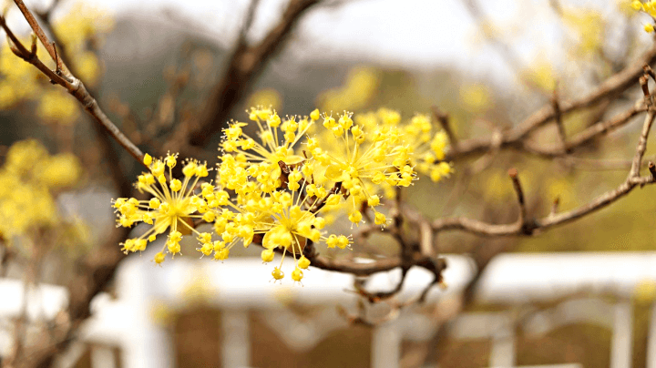 산수유꽃망울