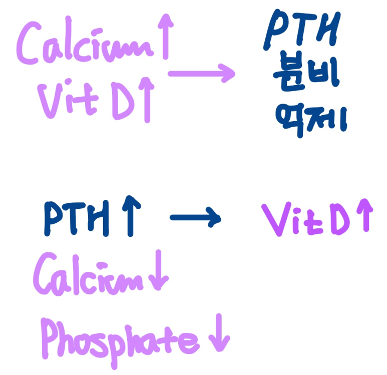 칼슘, 인 이온 농도와 PTH, 비타민D의 분비 관계
