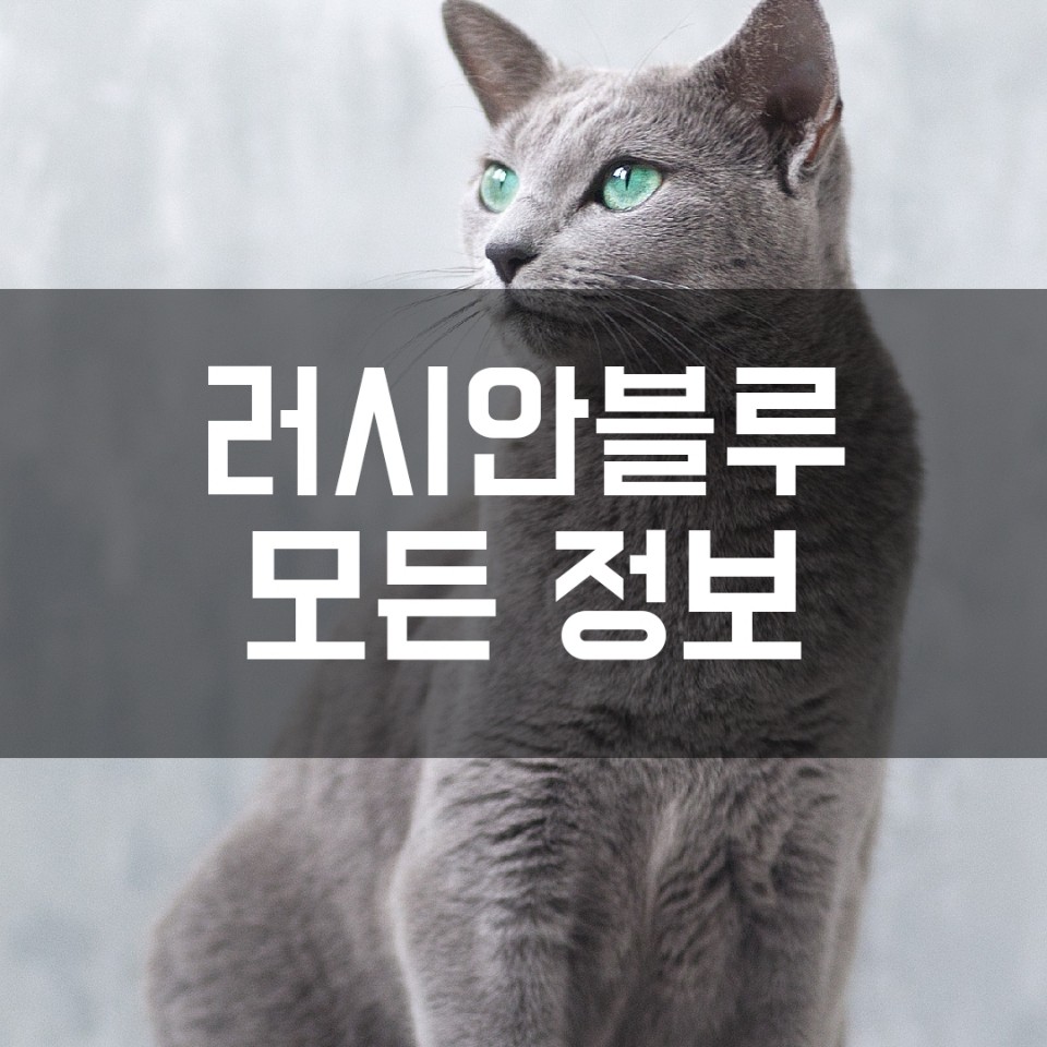 러시안블루 성격 분양 가격 유전병 알아보기