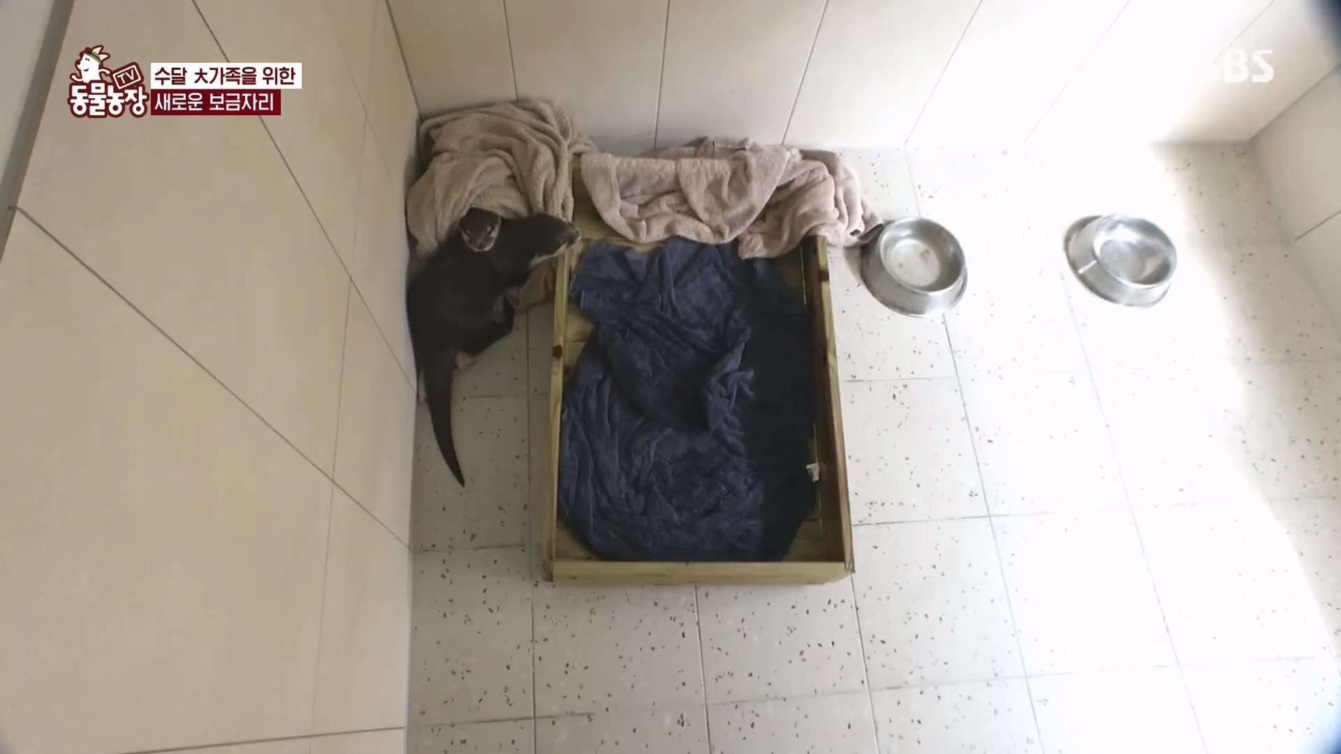 TV 동물농장.E1118.230423p.H264-F1RST.mp4_20230423_181126.568.jpg