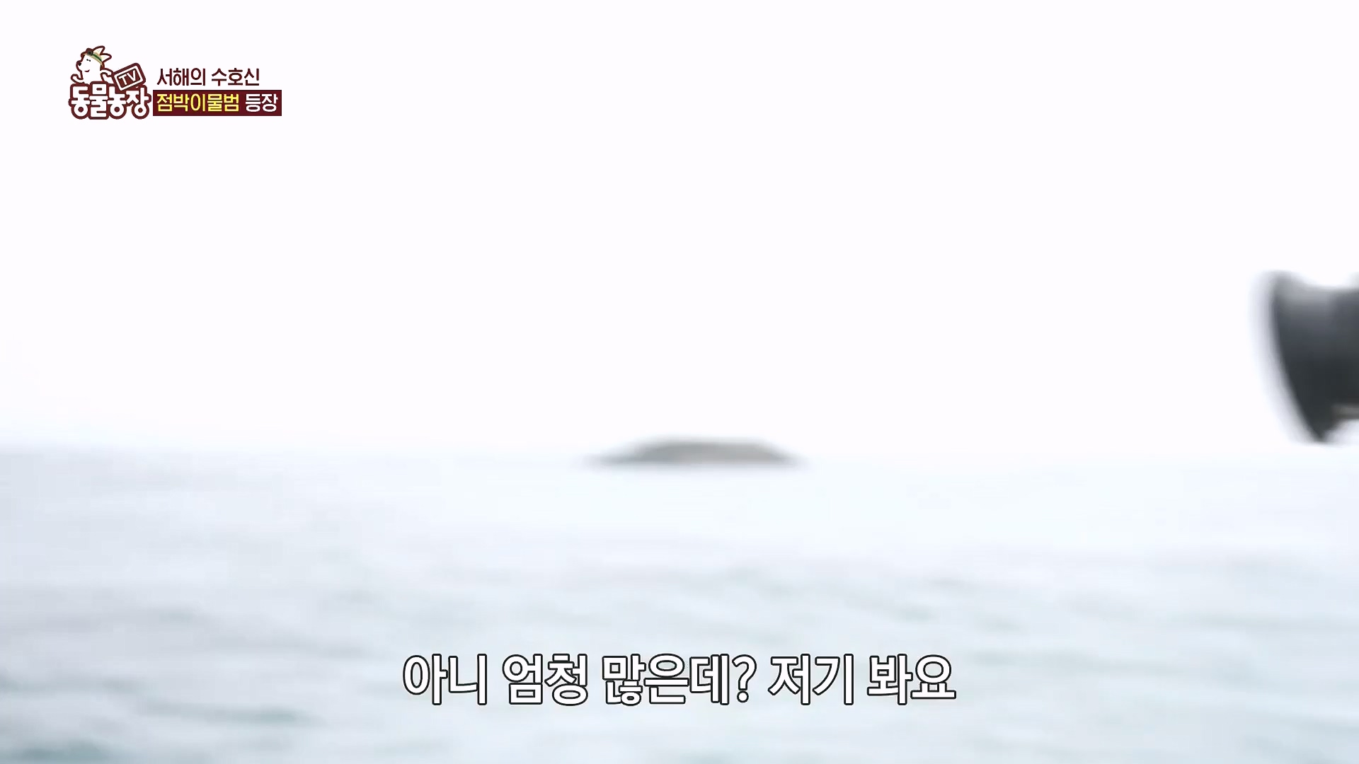 TV 동물농장.E1182.240728p.H264-F1RST.mp4_20240728_152547.412.jpg