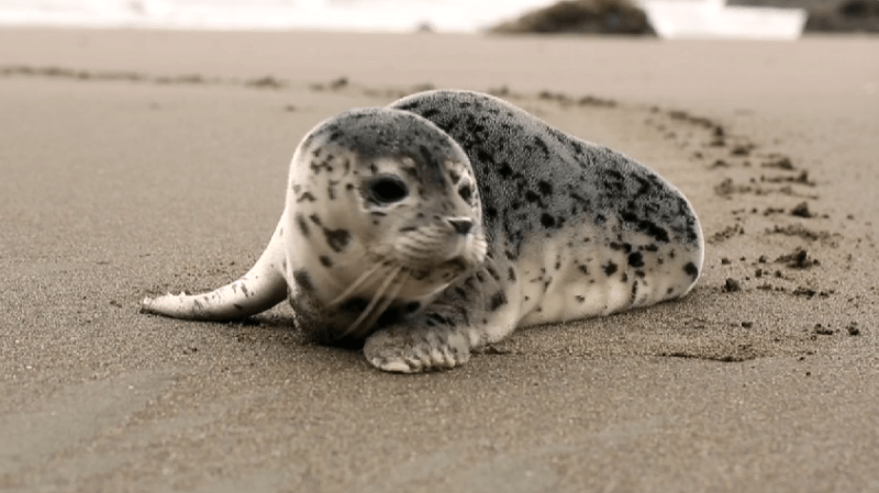 모래 위에 있는 아기 물범 사진