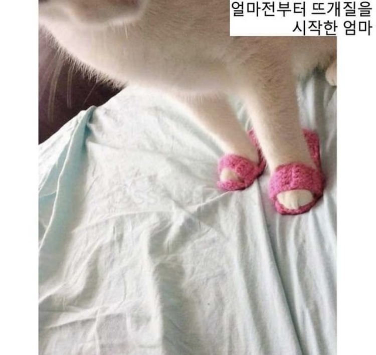 고양이 슬리퍼