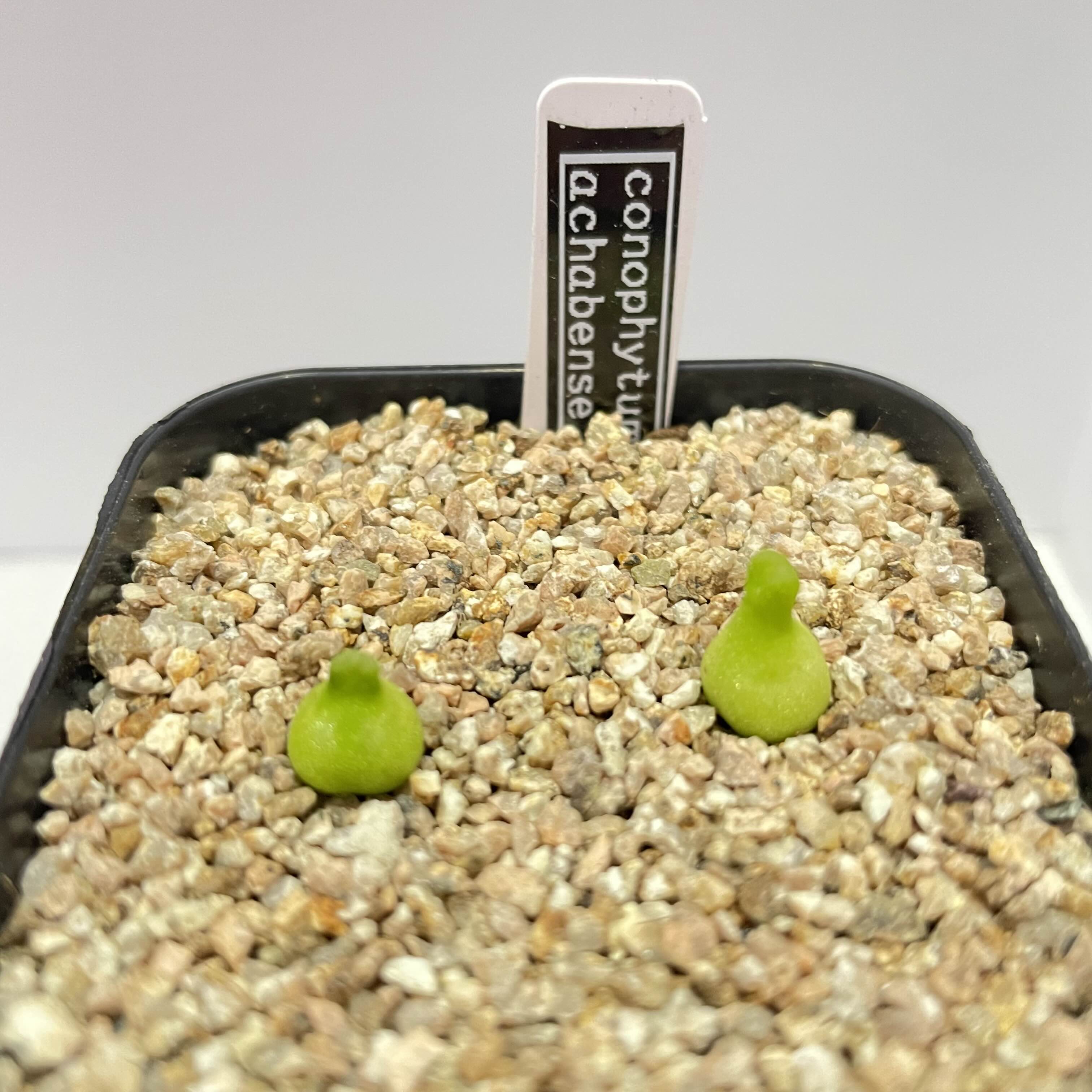  다육 코노피튬 Conophytum