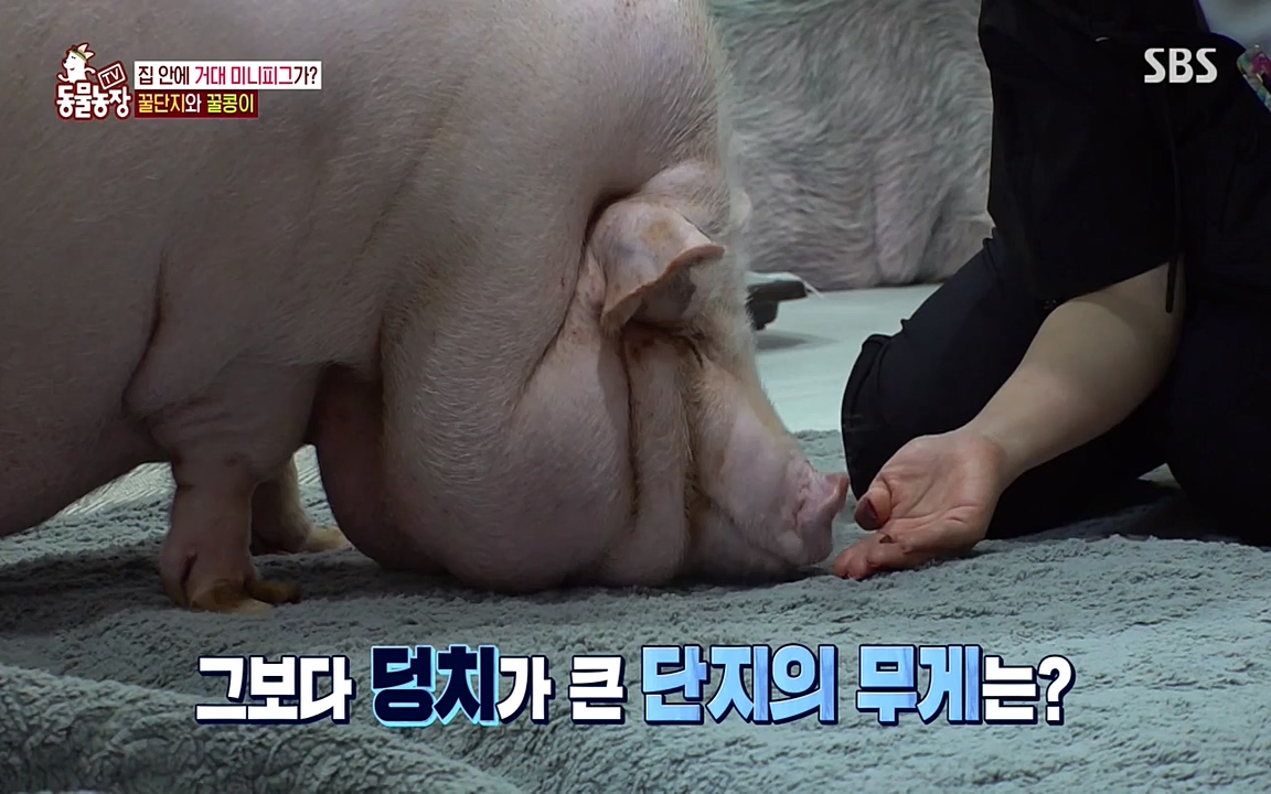 TV 동물농장.E1080.220732p-NEXT.mp4_20220731_174222.868.jpg