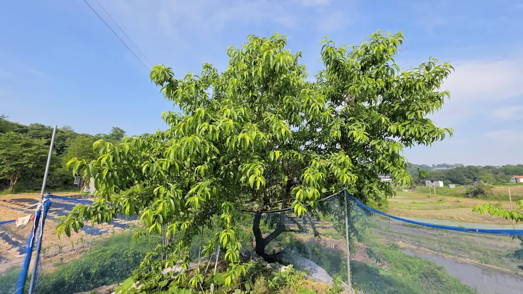 농막15