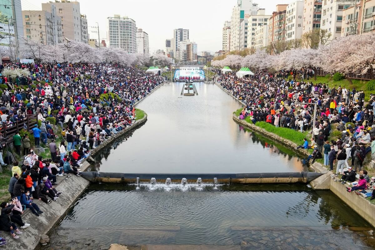 불광천 벚꽃축제