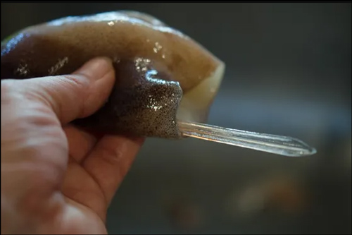 오징어 다리 개수 오징어 뼈 이미지