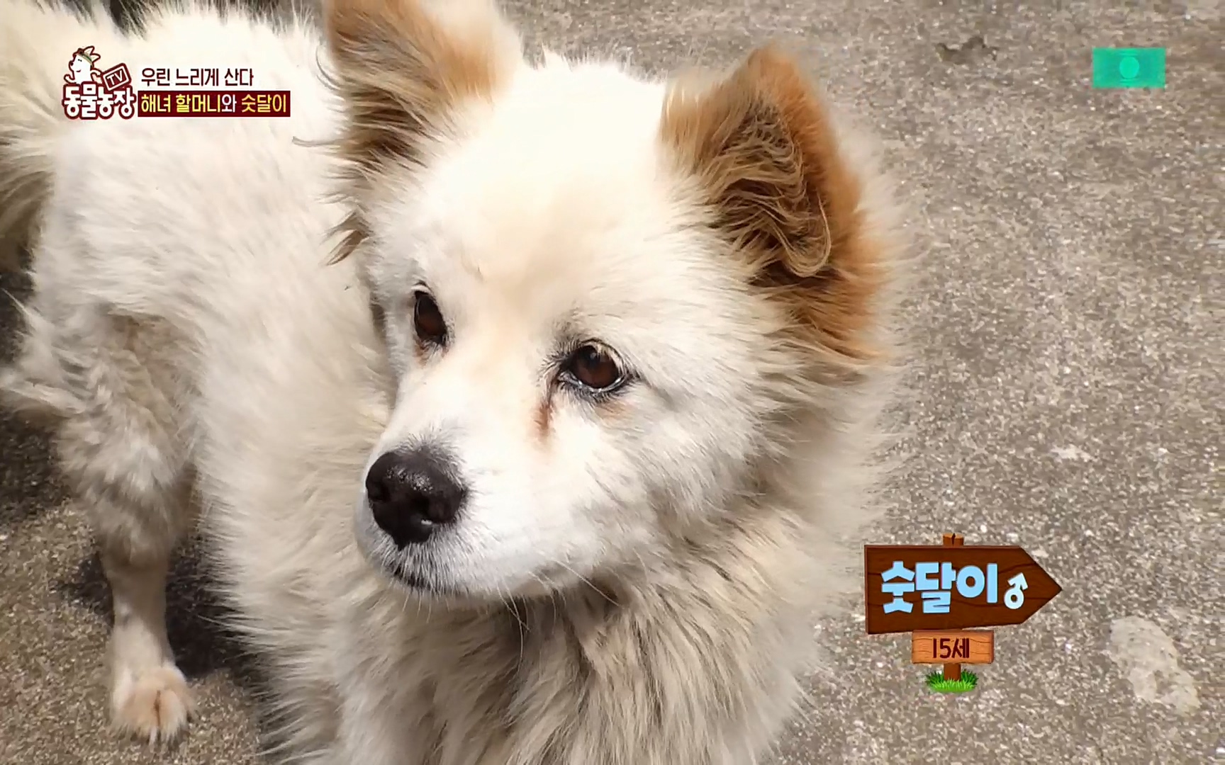 TV 동물농장.E1073.220612p.H264-F1RST.mp4_20220612_180451.243.jpg