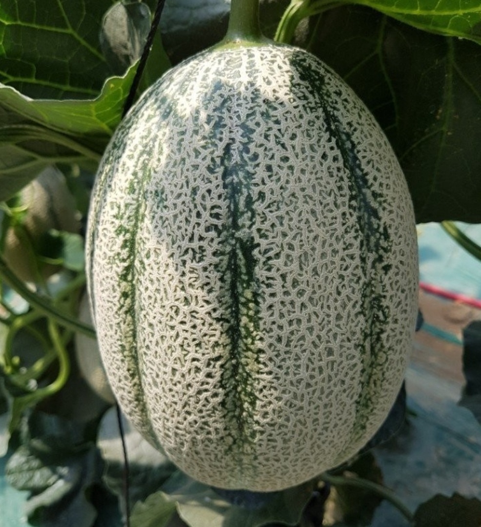 산들바람농장 이미지