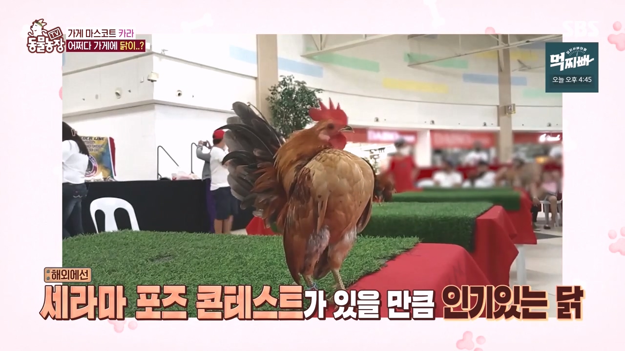 TV 동물농장.E1141.231016p-NEXT.mp4_20231015_173002.439.jpg