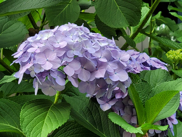 수국모습