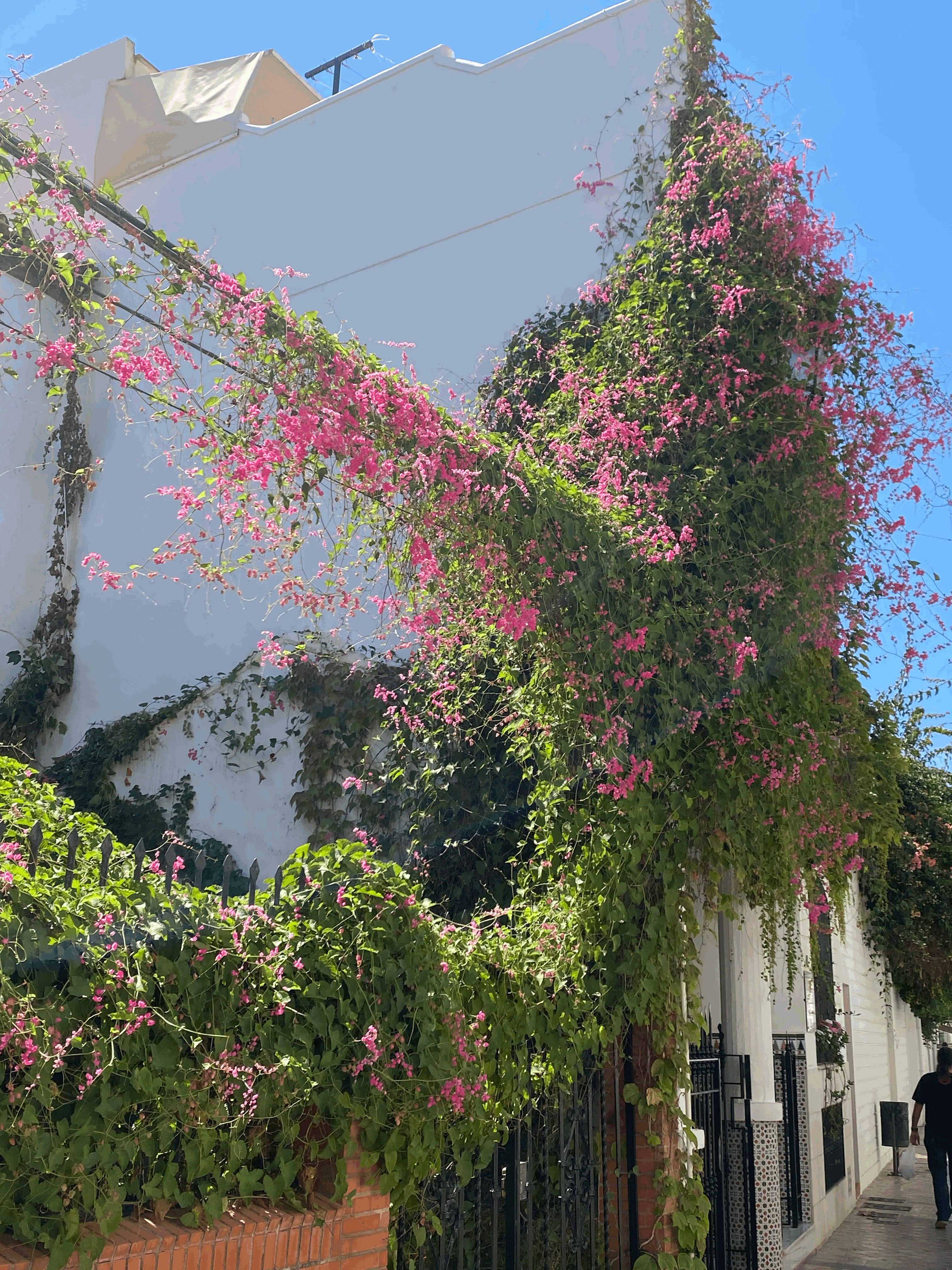 집 앞에 핀 분홍색 꽃