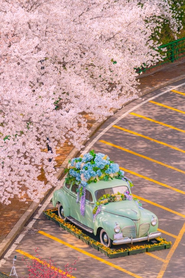 대구-이월드-벚꽃축제