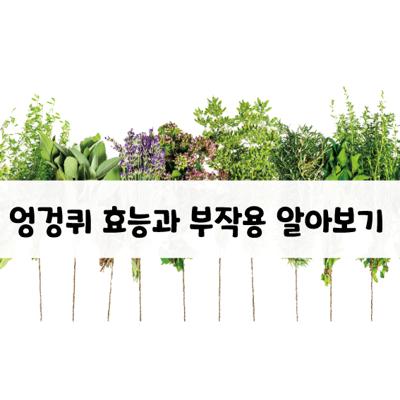 엉겅퀴 효능과 부작용.