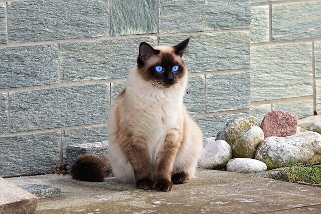 고양이꿈&amp;#44; 고양이 나오는 꿈&amp;#44; 고양이꿈해몽&amp;#44; 고양이 나오는 꿈해몽 흉몽?