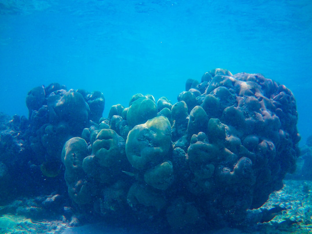 Coralita