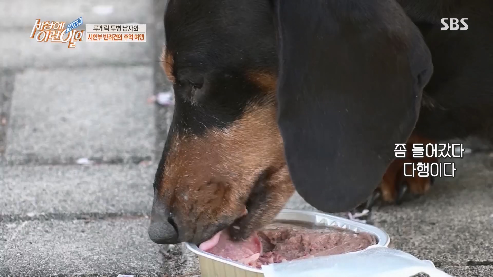 순간포착 세상에 이런일이.E1226.230418p.H264-F1RST.mp4_20230419_195516.082.jpg