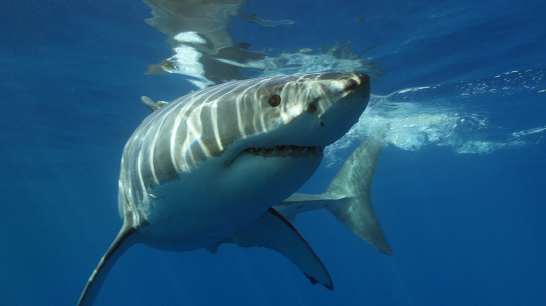 Shark