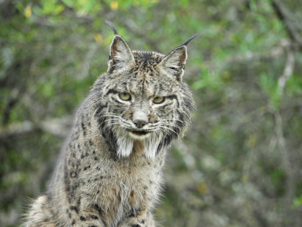 [동물 백과] 이베리아스라소니 (Iberian Lynx&#44;학명: Lynx pardinus)