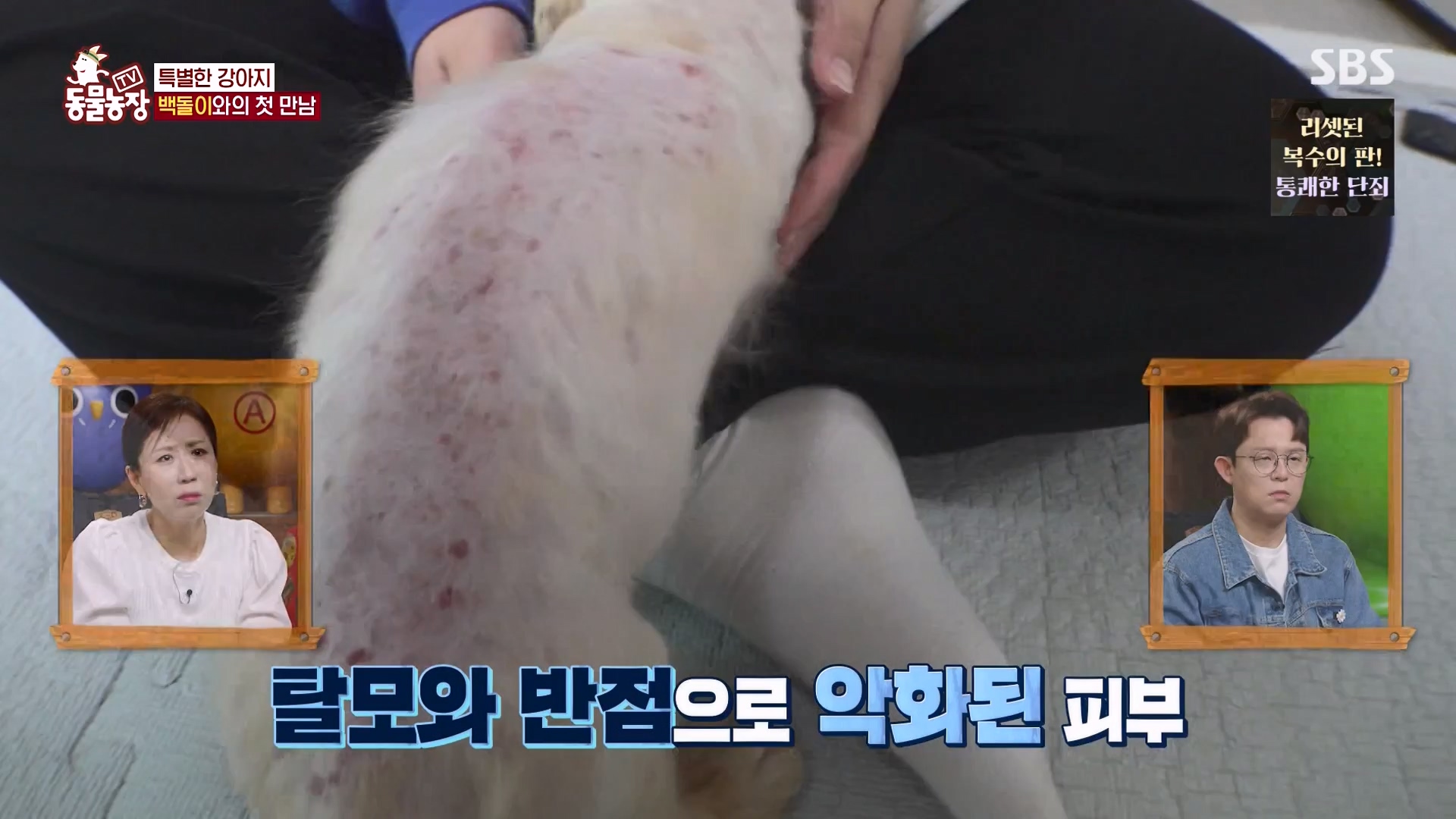 TV 동물농장.E1164.240324p-NEXT.mp4_20240324_172342.449.jpg