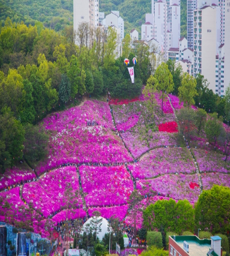 군포철쭉 이미지