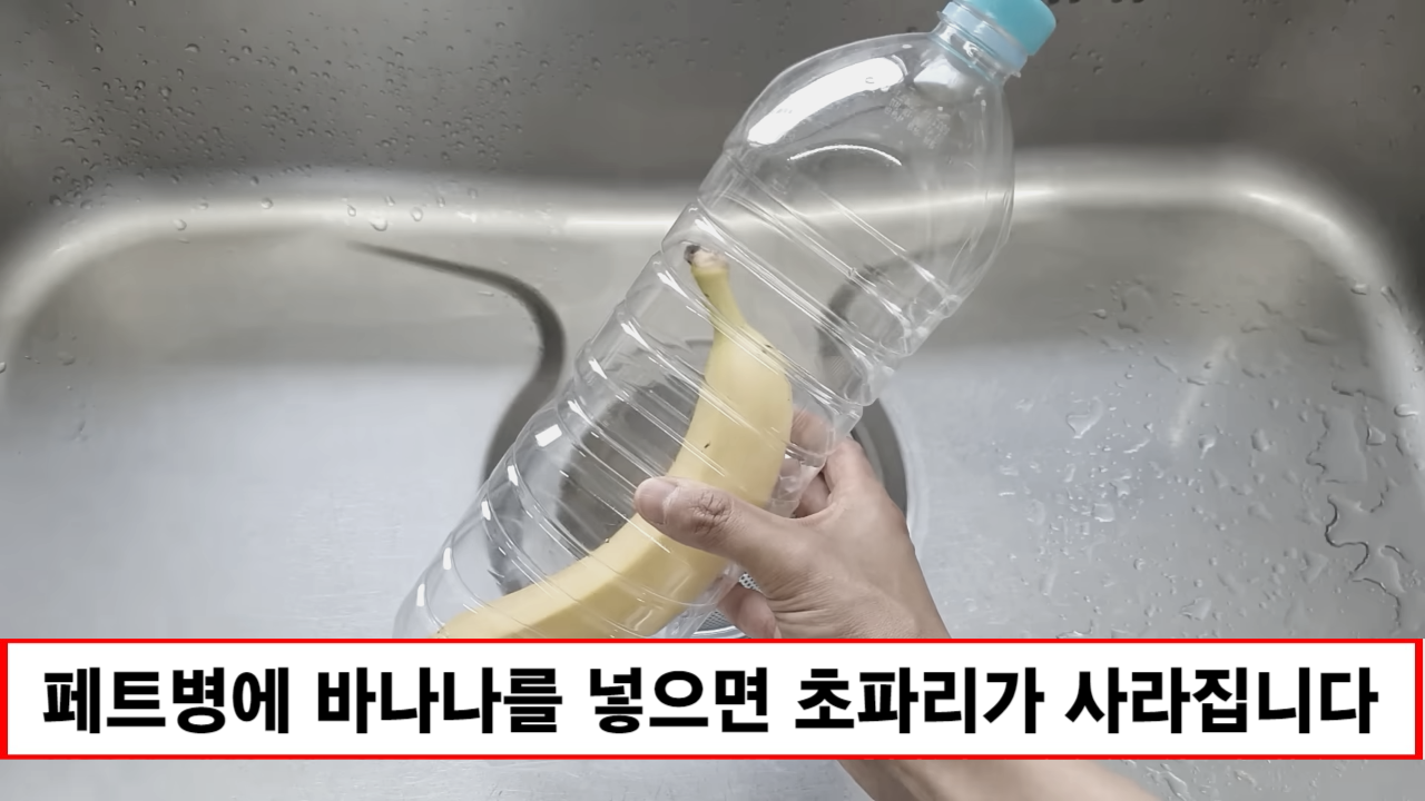 “페트병에 바나나를 넣으세요” 여름철 초파리 없애는 간단하지만 놀라운 방법 1가지