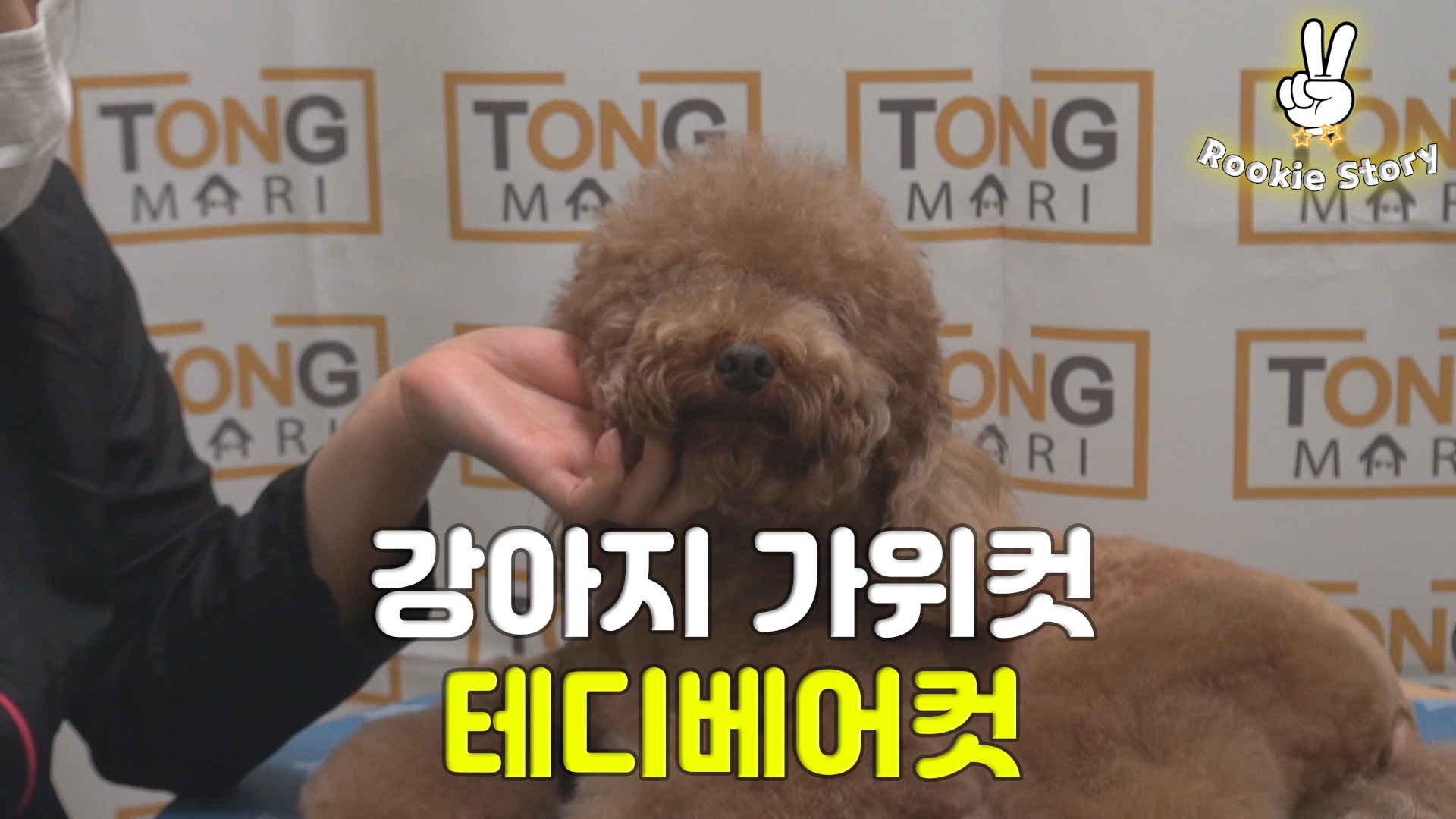  강아지 푸들 얼굴 테디베어 가위컷