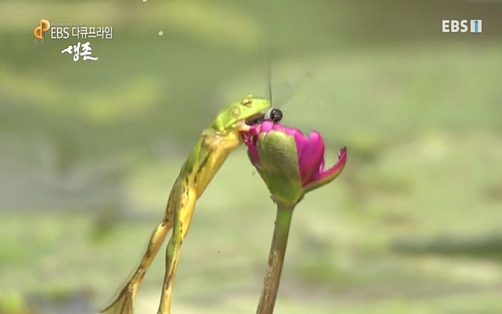 EBS 다큐프라임_ 220628.avi_20220629_205542.718.jpg