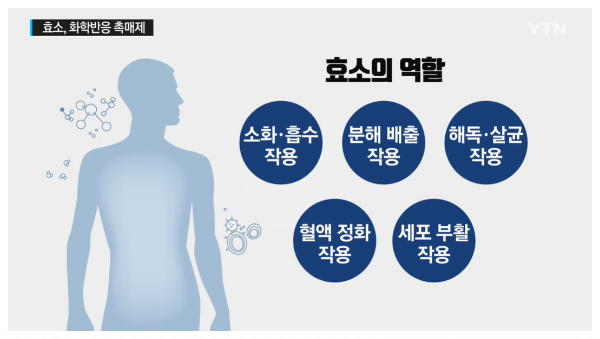 효소의 역할