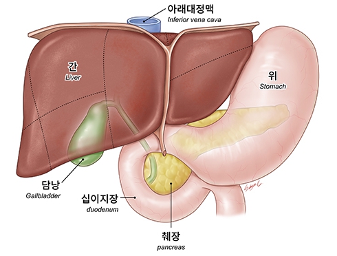 간의 구조 이미지