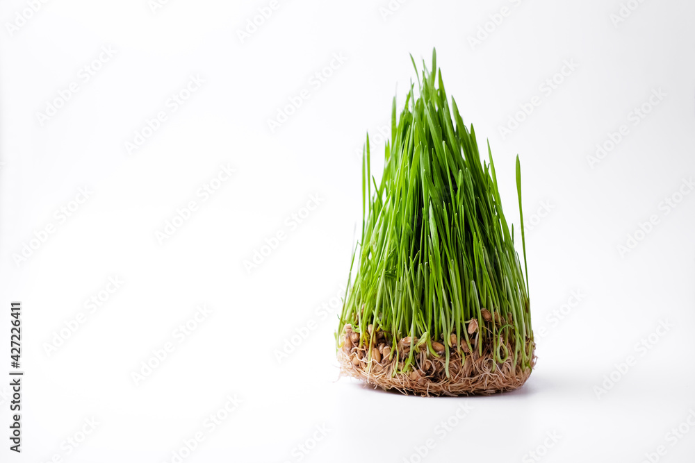 보리싹 싹의 7가지 효능과 부작용 6