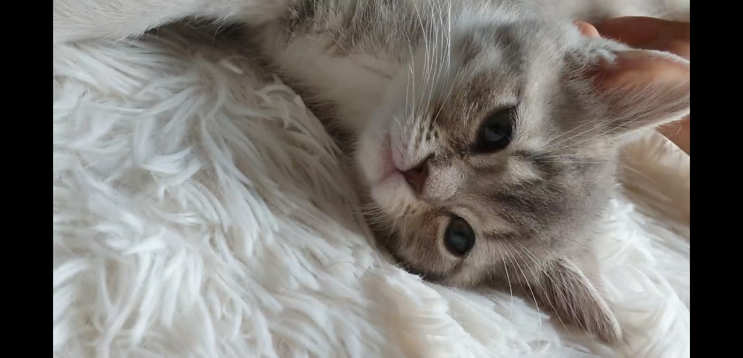  새끼 고양이 분양 받았어요! 고양이 짤 영상