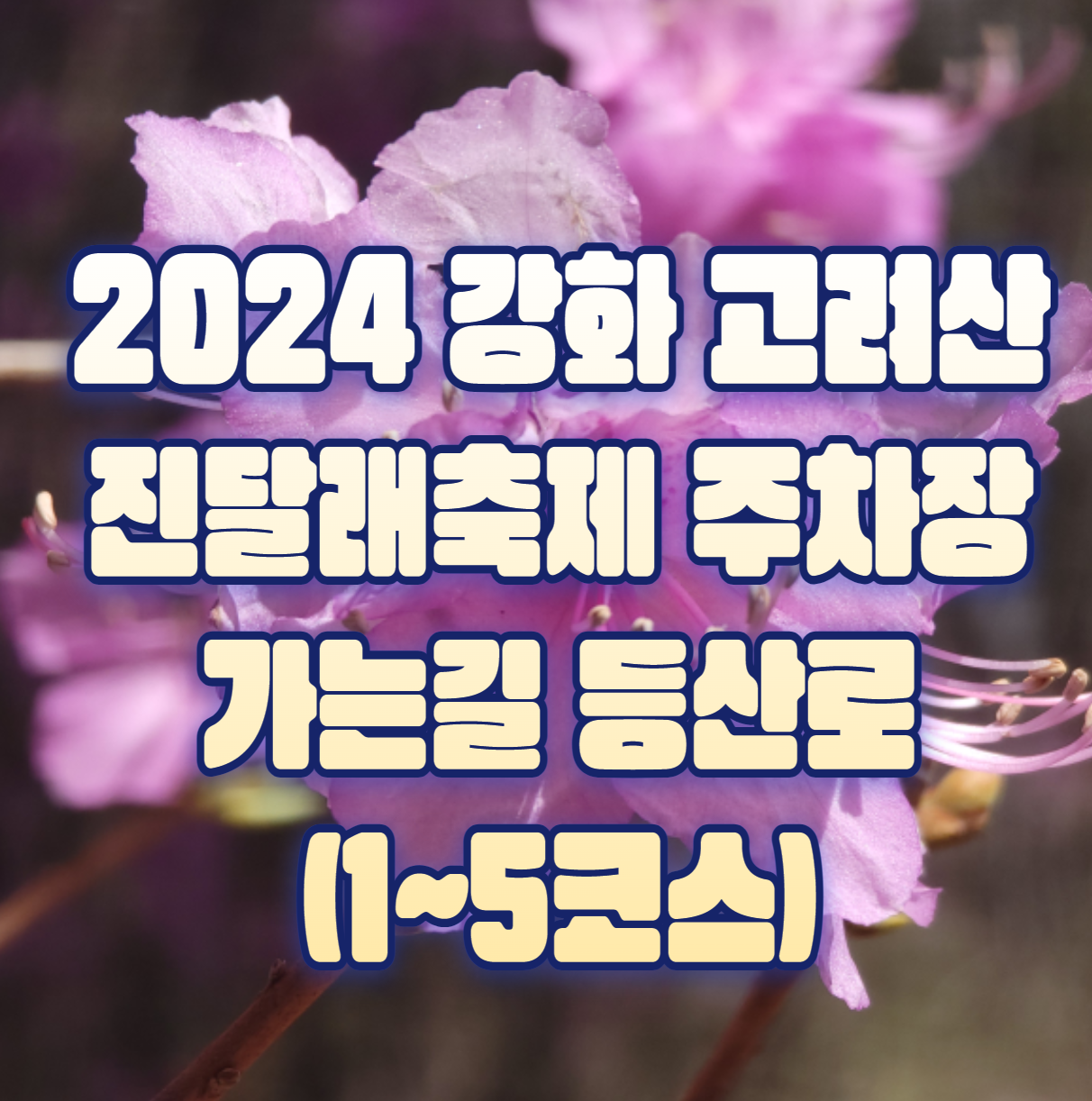 2024 강화 고려산 진달래축제