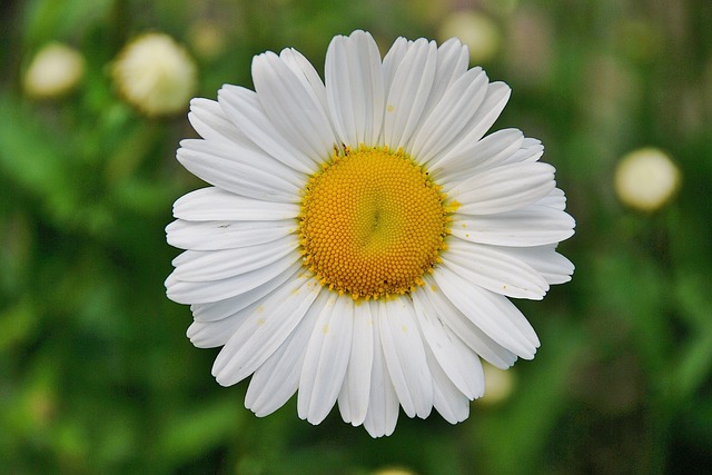 데이지의 매력, 아이들과 기르기 좋은 이유, 활용 방법